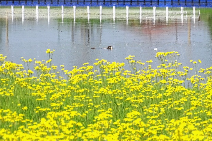 Coreopsis flowers in full bloom in Harbin