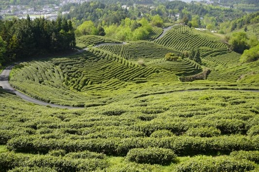 14th Guizhou Tea Industry Expo kicks off in Zunyi