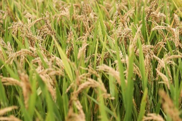 Chinese scientists find gene for drought resistance in rice