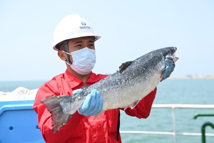 First salmon harvested from deep-sea fish farm