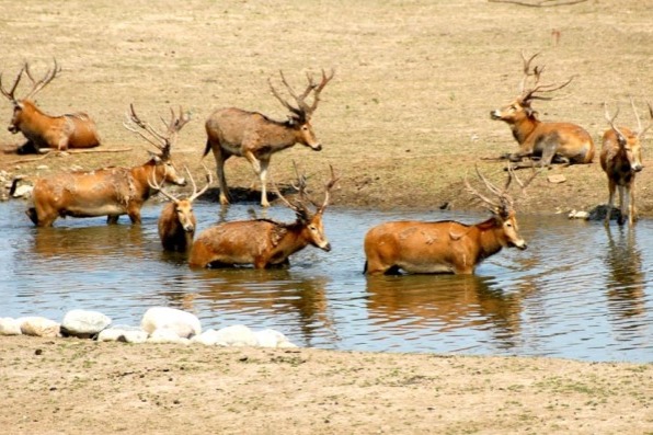 Beijing moves to protect wild animal habitats
