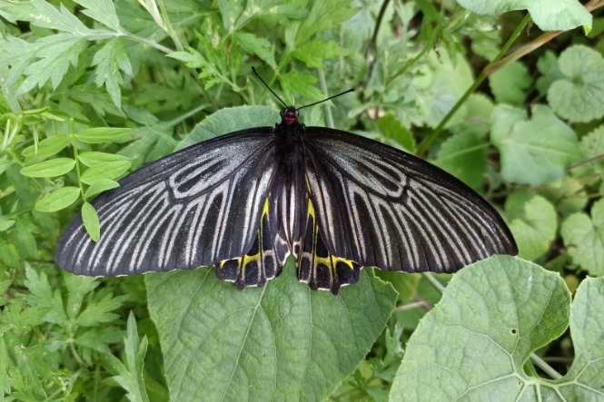 Rare butterfly found in Shennongjia National Park