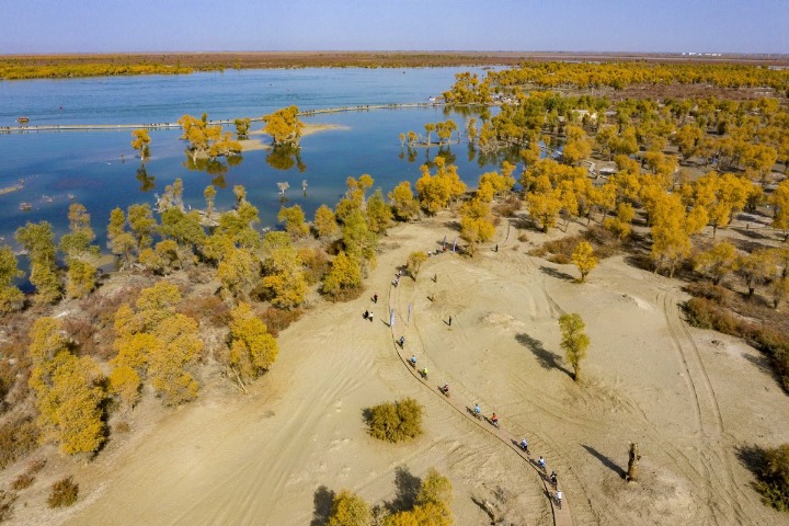 Wondrous Xinjiang: Restoration project breathes life into world's largest natural populus euphratica forest