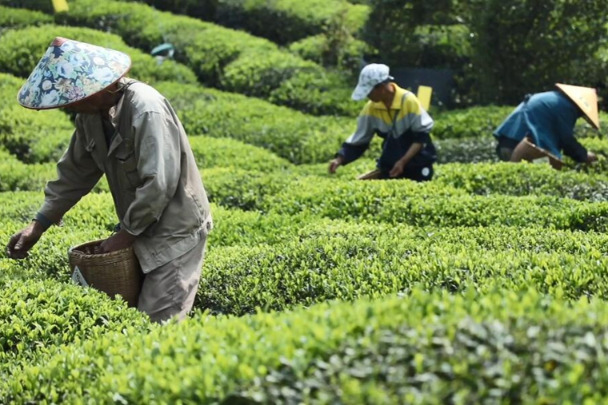 Smart legislation makes Huangshan tea greener