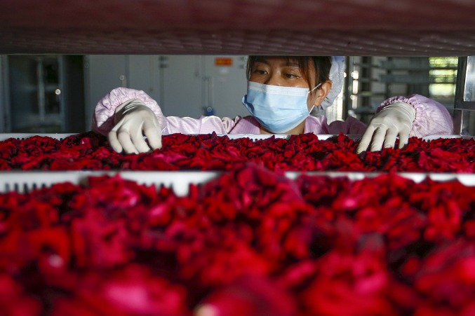 Rose planting boosts rural vitalization in East China's Anhui province