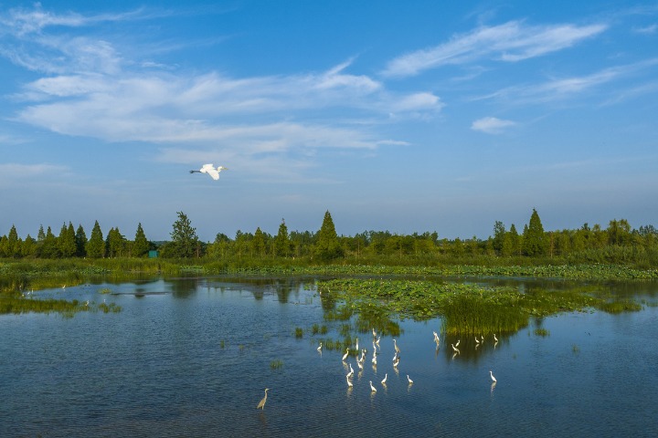 Crystalline waters and clear skies attract birds in the midsummer