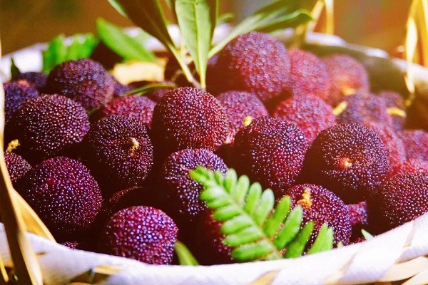Sweet, juicy red bayberries hit market in Wuxi