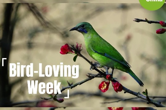 China's Bird-Loving Week