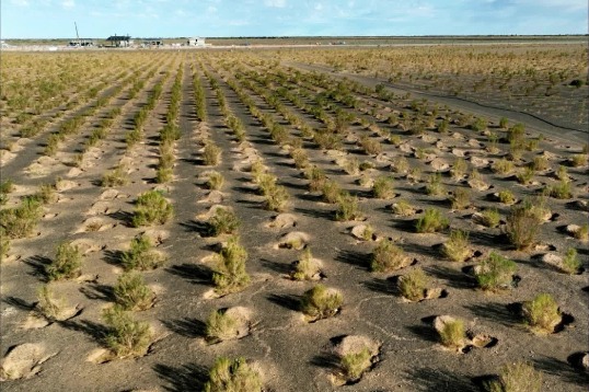 Man dedicates self to greening Gobi Desert
