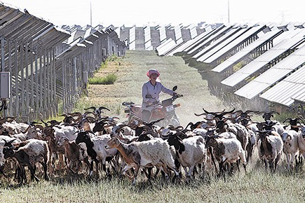 Solar-powered sheep