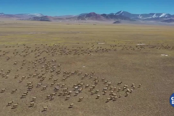 Rare scene: Mass migration of Tibetan antelope