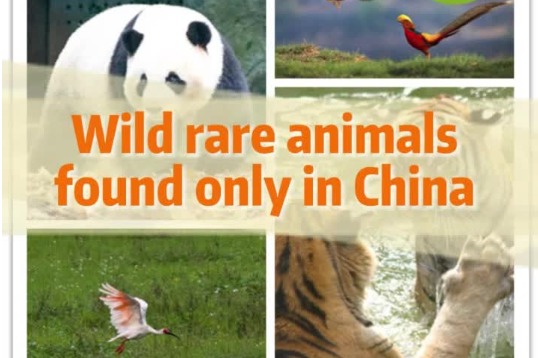 Video: wild rare animals found only in China