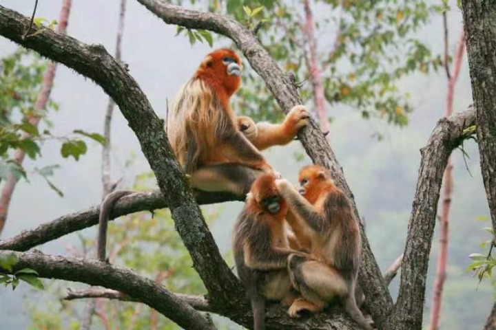 Population of golden snub-nose monkeys rises