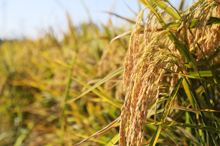 Yield of double-cropping rice expected to make breakthroughs in S China