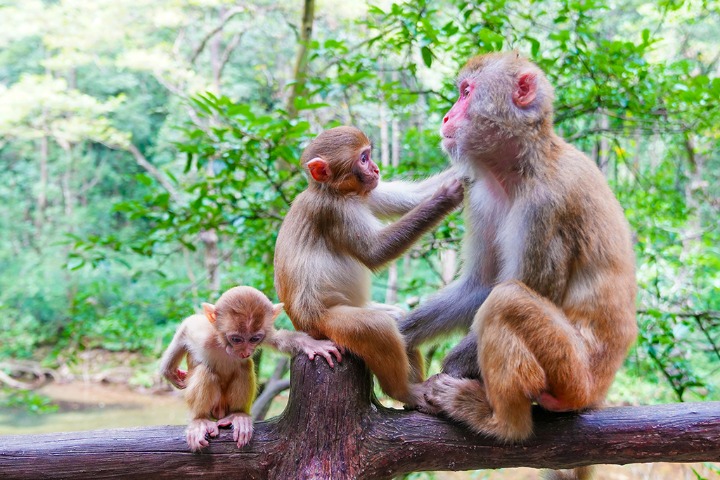 Stream draws wild macaques to escape summer heat