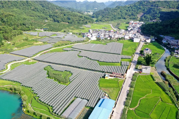 Ecological advantages bolster Donglan's green industry