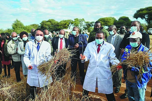 Chinese rice expected to play a part in food security of Botswana