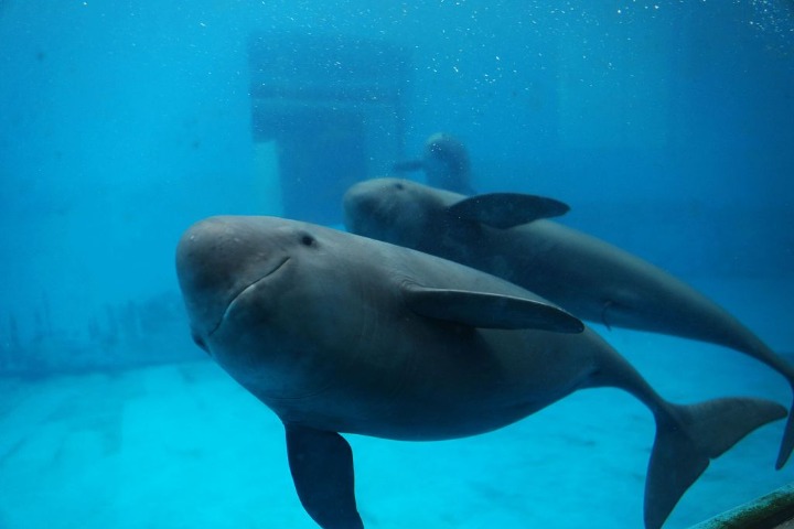 Finless porpoise numbers recovering in Yangtze