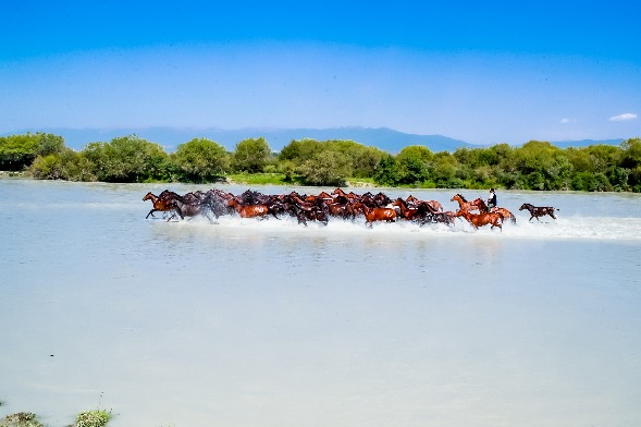 Xinjiang's heaven of horses beckons visitors