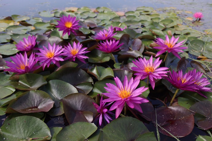 Water lily champion now runs a flower park