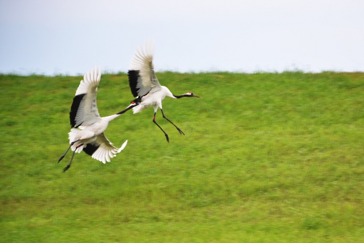Environmental restoration prompts red-crowned cranes to return to Liaoning