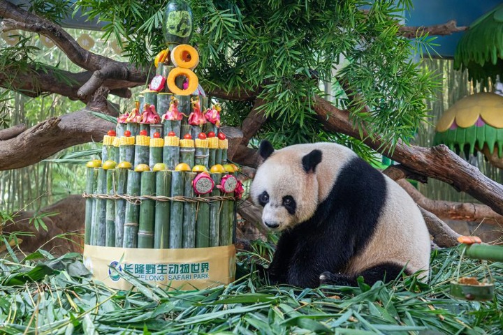 Giant panda triplets ring in 8th birthday