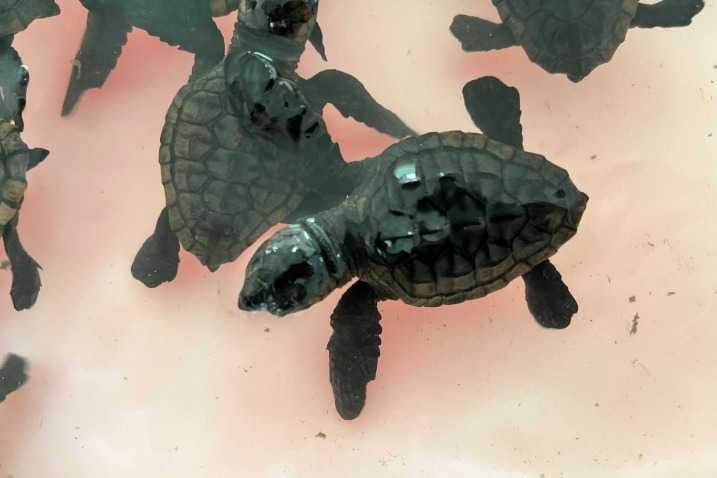 Gaggle of protected turtles hatch in Guangdong