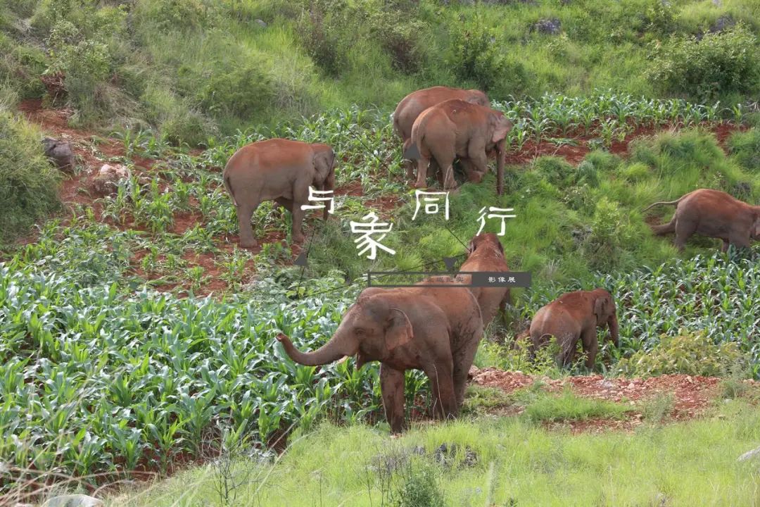 Yunnan exhibit recounts elephants’ migration tour