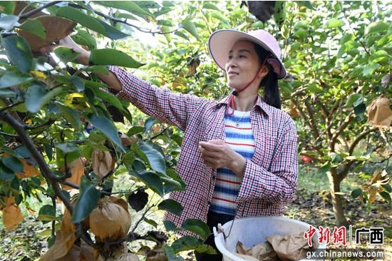 Luocheng fruit industry promotes rural vitalization