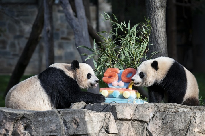 Americans celebrate 50th anniversary of the arrival of giant pandas