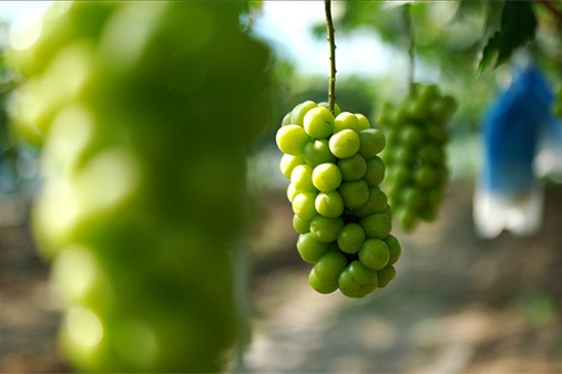Grapes bring prosperity to residents of Xinyang village in Qidong