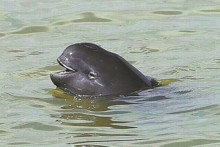 Steps taken to protect Poyang's porpoises
