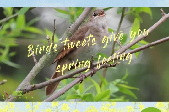 Video: Birds tweets give you spring feeling