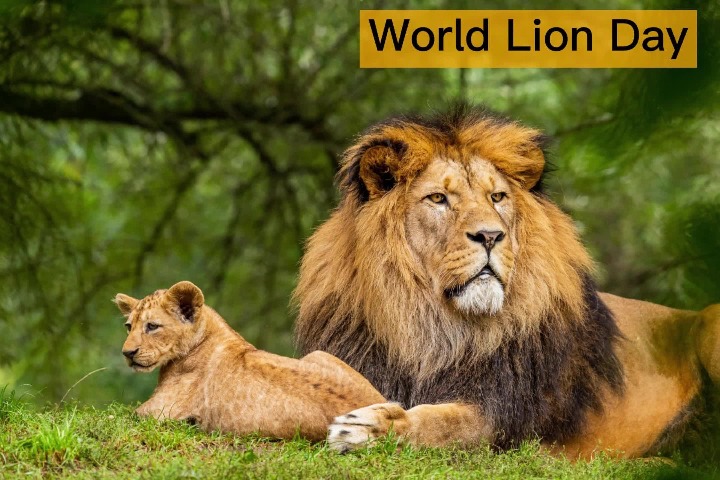 World Lion Day