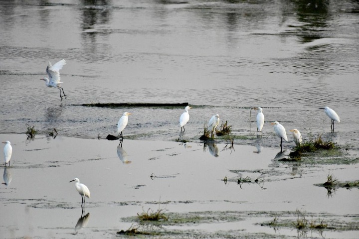 Wetland in Hebei teems with migratory birds