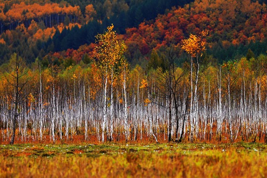 Hulunbuir offers picturesque autumn views