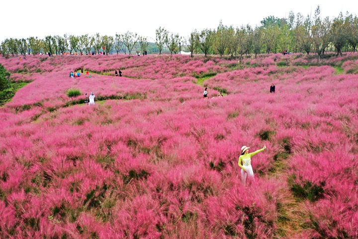 Pink muhly grass lures visitors to Sichuan wetland park