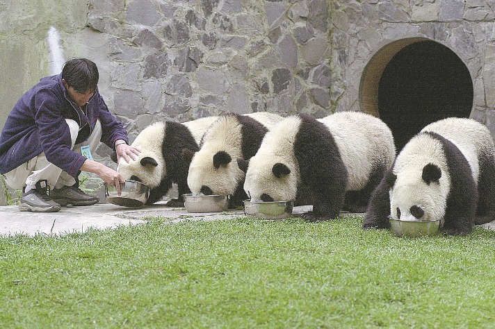 Researchers boost quality of captive giant pandas
