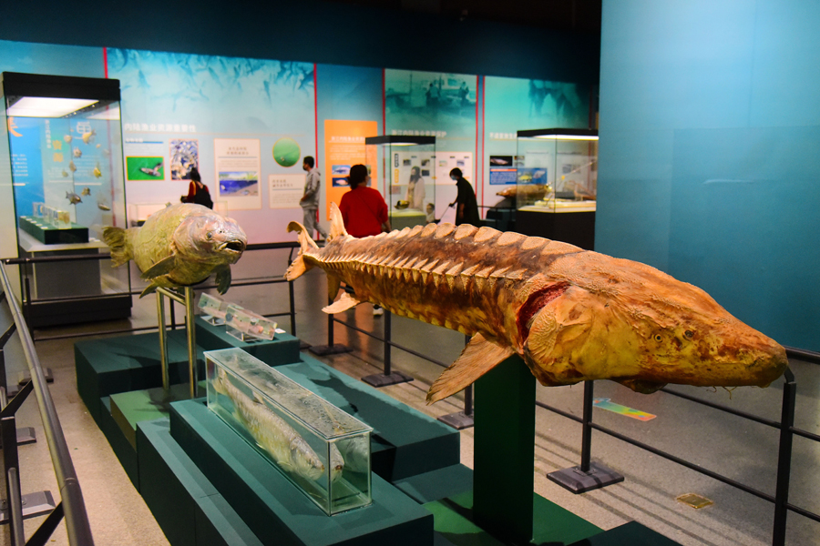 Zhejiang fish exhibit presents beauty of biodiversity