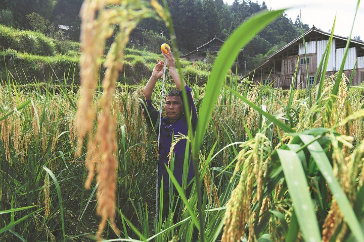 'Giant rice' supersizes yields in rural Guizhou