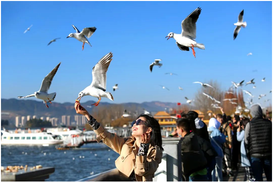 Kunming welcomes black-headed gulls to its shores