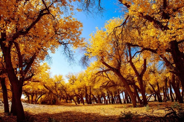 Ejine desert poplar forest beckons autumn tourists