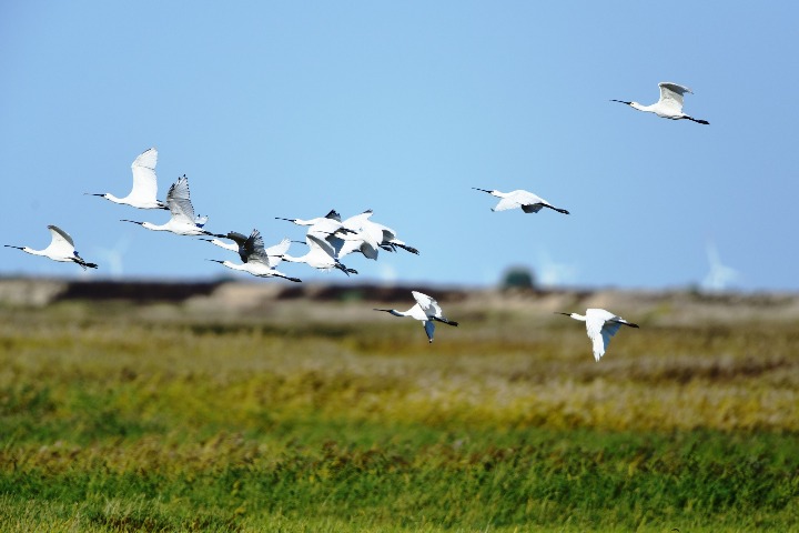 Migrating birds stop to rest in pristine Horqin reserve