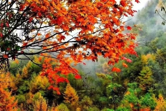Autumn brings colorful scenery to Zengjia Mountain