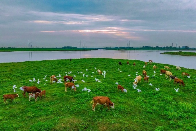 Hongze Lake Wetland in Jiangsu's Suqian