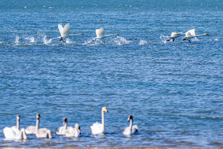 Whooper swans arrive in Shandong for winter sojourn