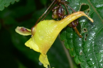 Chinese researchers discover new plant species