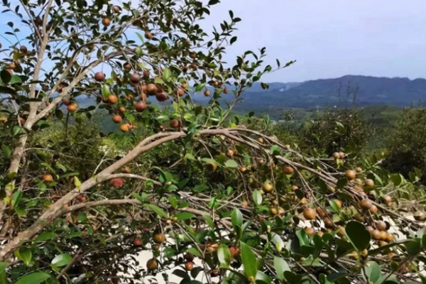 Huanjiang tea-oil trees harvested