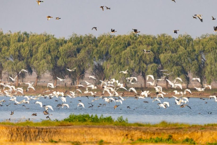 Wuhan sees growing number of bird species