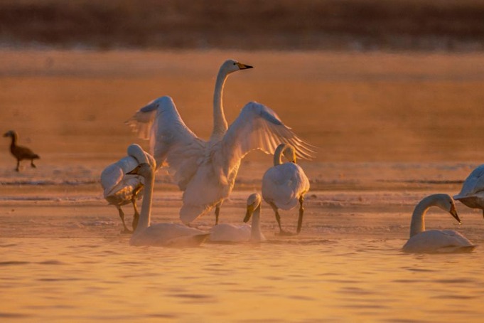 Swans liven up Yanghe wetland